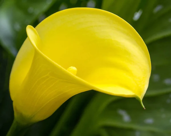 Zantedeschia or Calla Lily — Stock Photo, Image