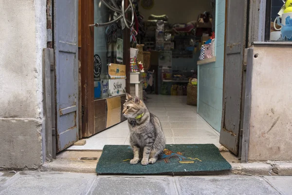 Venedik 'te bir dükkanın önünde kedi — Stok fotoğraf