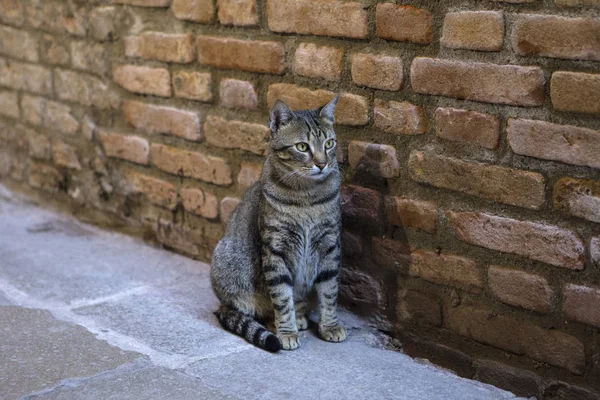 Katze in Venedig — Stockfoto