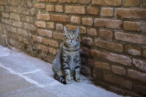 Gato en Venecia —  Fotos de Stock