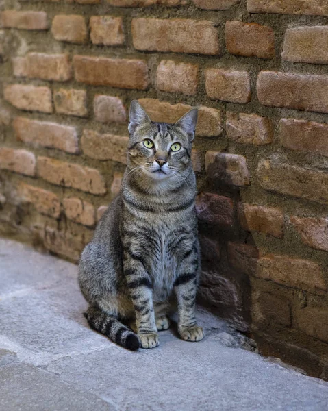 Gato en Venecia —  Fotos de Stock