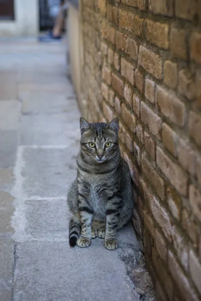 Kot w Wenecji — Zdjęcie stockowe