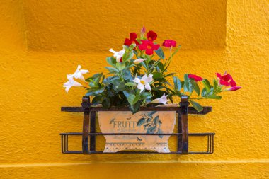 Burano 'da bir evin dışındaki duvarda çiçekler