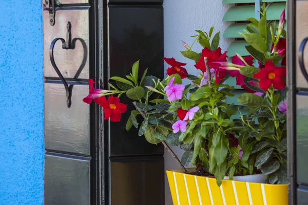 Venster met bloemen in Burano — Stockfoto