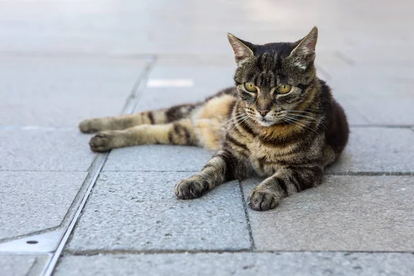 Katze im Burano — Stockfoto