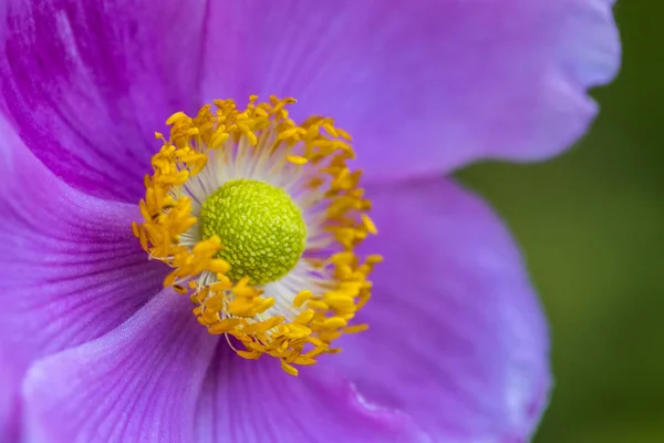 Zawilec japoński kwiat — Zdjęcie stockowe
