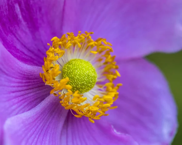 Japanska anemone blomma — Stockfoto