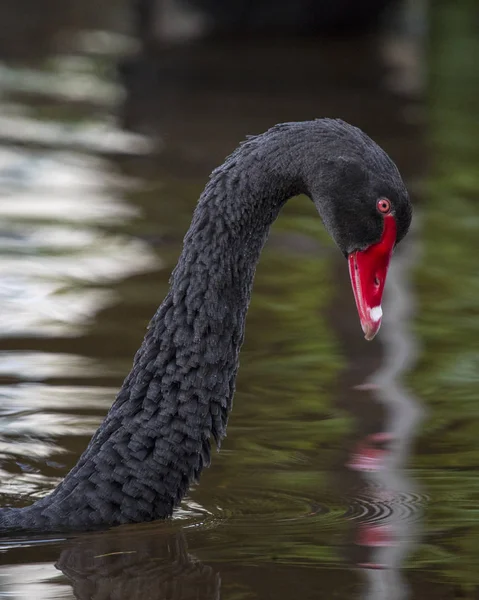 Cisne negro em Dawlish — Fotografia de Stock