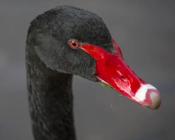 Black Swan in Dawlish