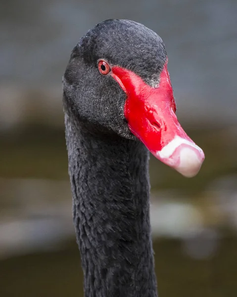 Black Swan in Dawlish