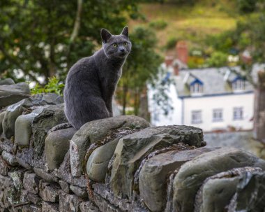 Clovelly 'deki Kedi