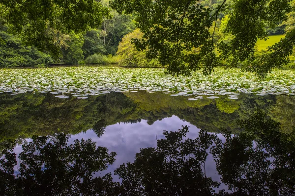 Lily Lake vid Canonteign i Devon — Stockfoto