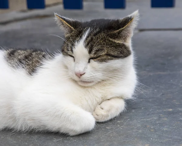 Kot w Clovelly — Zdjęcie stockowe
