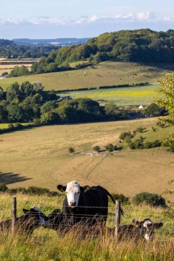 Dorset, İngiltere 'deki güzel Melbury' de bir inek..