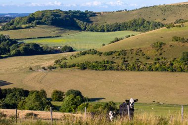 Dorset, İngiltere 'deki güzel Melbury manzarası..