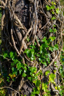 Bir ağacın kabuğunda yetişen sarmaşıkların, filizlerin ve yaprakların yakın çekimi..