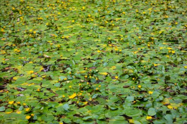 Göletteki büyük bir nilüfer..