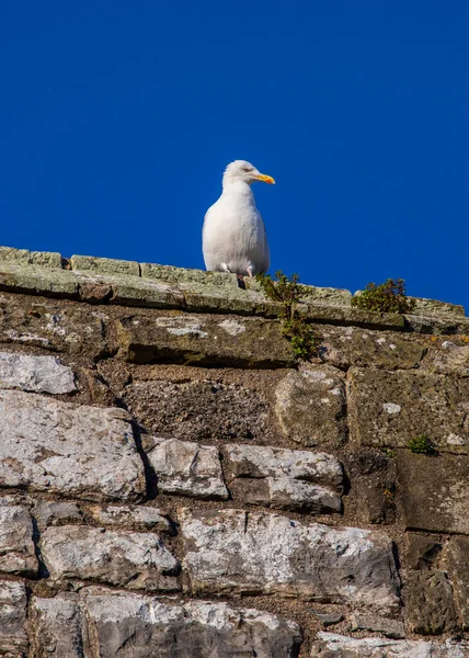 英国威尔士北部历史名城Caernarfon的Caernarfon城堡的坚固墙壁上 一只海鸥正在晒太阳 — 图库照片