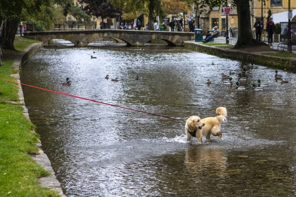 Gloucestershire Storbritannien September 2020 Hund Som Njuter Floden Windrush Byn — Stockfoto