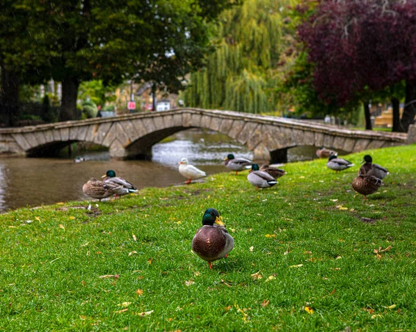 Ducks Relaxing Banks River Windrush Village Bourton Water Gloucestershire — Stock Photo, Image