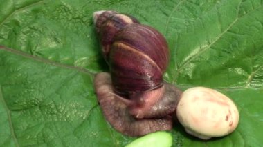 Champignon mantar ve salatalık Dulavratotu yaprağı, gerçek zamanlı olarak Afrika salyangoz Achatina Fulica kemikleri 