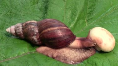 Afrika salyangoz Achatina Fulica champignon mantar ve içecekler yemeye hazırlanıyor Dulavratotu yaprağı üzerinde bu, gerçek zamanlı bulunan su damla 