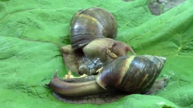 Afrika salyangoz bir iştah öğle yemeği ile gerçek zamanlı bir Dulavratotu yaprağı üzerinde kabuklu bir gammarus ile Achatina Fulica
