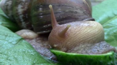 Dulavratotu yaprağı, closeup, tarih Afrika salyangoz Achatina Fulica salatalık, gerçek zamanlı olarak gnaws.