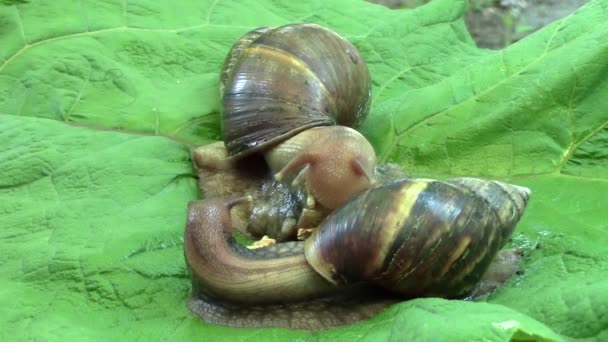 非洲蜗牛螟螺牛蒡叶上 努力咀嚼它的美味甲壳类 Gammarus — 图库视频影像