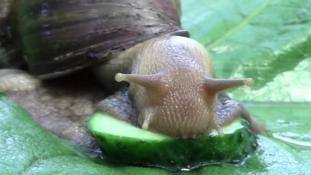 Caracol Africano Achatina Fulica Sobre Hoja Bardana Primer Plano Mastica — Vídeos de Stock