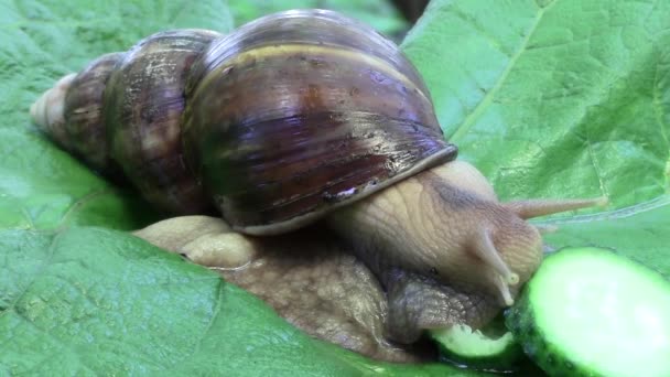 非洲蜗牛螟螺大力和愉快地在牛蒡叶上用餐黄瓜 — 图库视频影像