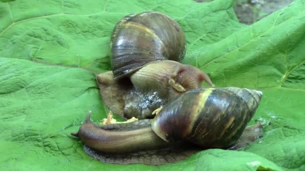 非洲蜗牛螟螺的胃口午餐与甲壳类 Gammarus 在牛蒡叶 — 图库视频影像