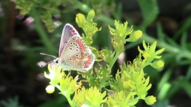 sarı bir bitki üzerinde küçük bir parlak kelebek bir çizgili bıyık ve İncili kanatları güneşte ışıltılı ve kırmızı lekeler ve siyah ve beyaz çevrelerin bir desen. Close.