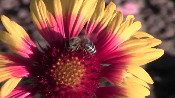 Abelha Diligentemente Reúne Pólen Uma Flor Gailardium Close — Vídeo de Stock