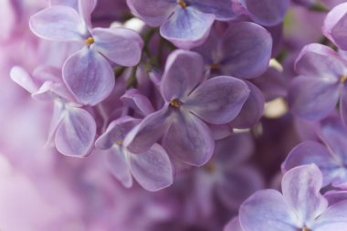 bahar leylak çiçeklerin yumuşak mor arka plan yakın