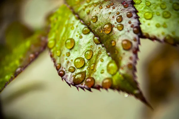 Water Drops Closeup Colorful Young Green Leaf Spring Rose — Stock Photo, Image