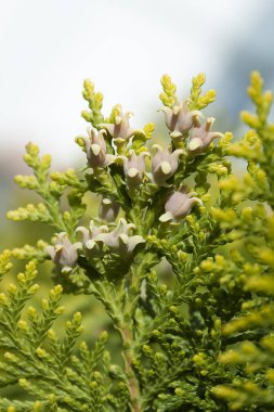 iğnealtın uçları ile thuja ağacının yeşil dalı, ve pembe zarif konileri ile