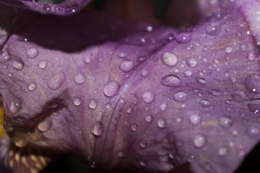 Arka plan için Fotoğraf, bir iris çiçek yaprağı yakın, yağmur damlaları ile kaplı