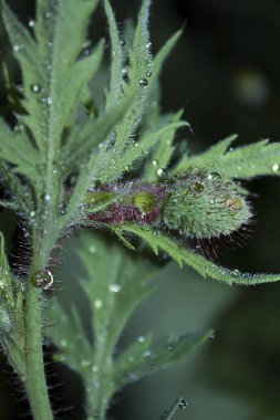 yağmur da açılmamış bir haşhaş çiçeği yeşil tomurcuk closeup damla