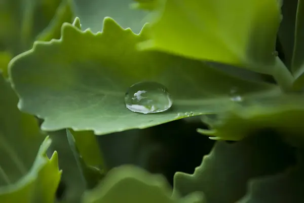 Large Drop Rainwater Flickers Green Leaf Sedum — Stock Photo, Image