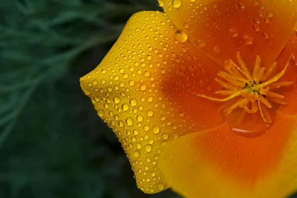 Flor Amarelo Alaranjada Brilhante Eschscholzia Papoula Californiana Gotas Frequentes Água — Fotografia de Stock