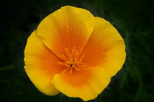 노란색 오렌지 Eschscholzia 캘리포니아 양귀비 어두운 배경에 꽃잎에 빗물의 빈번한 — 스톡 사진