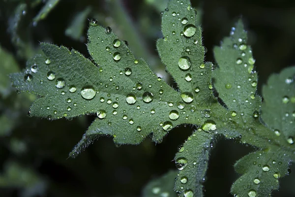 Green Leaf Poppy Close Raindrops Its Surface — Stock Photo, Image
