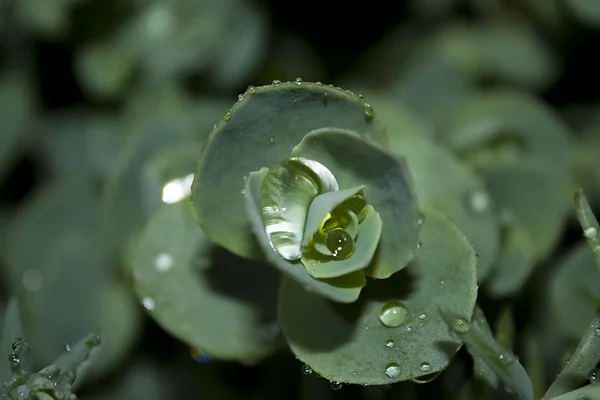 Large Drop Rainwater Flickers Green Leaf Sedum — Stock Photo, Image
