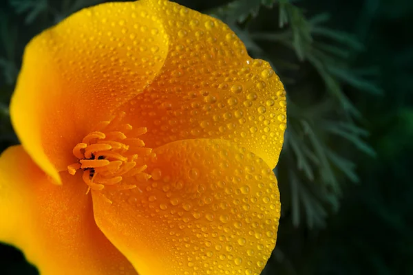 Fleur Jaune Orange Vif Eschscholzia Pavot Californien Gouttes Fréquentes Eau — Photo