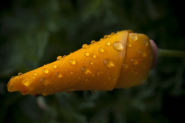 Světle Žlutooranžová Květina Eschscholzia Kalifornský Mák Častých Kapkách Dešťové Vody — Stock fotografie