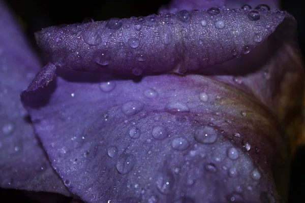 Фото Фона Фиолетовый Лепесток Цветка Радужной Оболочки Крупным Планом Покрытый — стоковое фото
