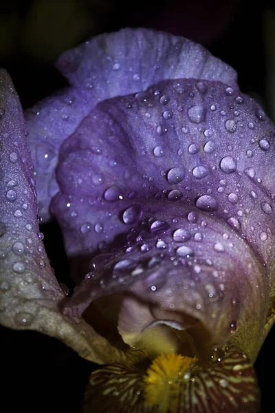 Flor Roxa Íris Fechar Com Uma Pétala Curva Coberta Com — Fotografia de Stock