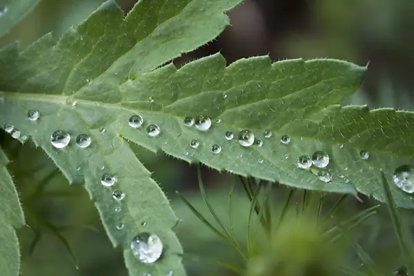 Green Leaf Poppy Close Raindrops Its Surface — Stock Photo, Image