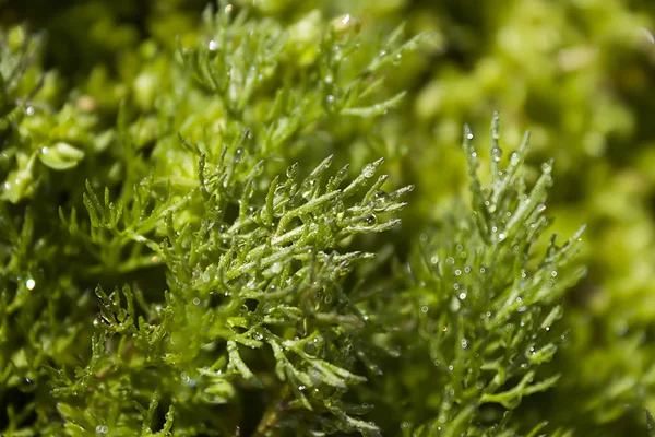 Esőcseppek Szár Levelek Zöld Closeup Háttérkép — Stock Fotó